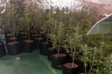 Policija zaplenila 16,5 kg marihuane