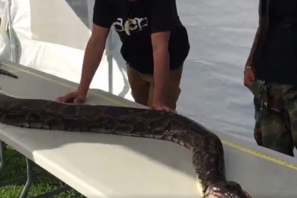 ZMIJA POJELA ŽENU DOK JE OBILAZILA KUKURUZE: Meštani sela rasporili pitona, a onda je usledio ŠOK!