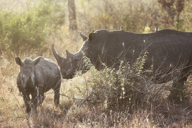 VEŠTAČKA OPLODNJA SPAS ZA BELOG NOSOROGA? Naučnici uspeli da odgoje tri fetusa