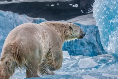 (VIDEO) NA RUBU SMRTI RASPLAKAO MILIONE LJUDI!  Snimak polarnog medveda dokaz da klimatske promene uništavaju sve!