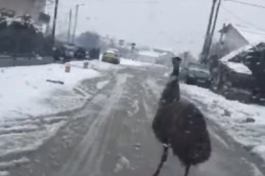 (VIDEO) ŠOU U PETRINJI: Ptica trkačica jurila putem!