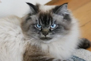 (FOTO, VIDEO) OVO JE MERLIN, NAJVEĆI MRGUD MEĐU MAČKAMA!