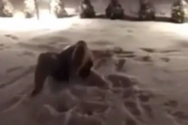 (VIDEO) VULETIĆ KAO MEDVED, ni debeli  minus mu ne može ništa!