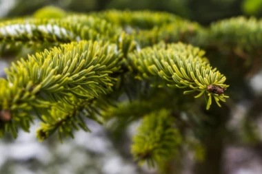 SRBIJAŠUME APELUJU: Kupujte jelke sa busenom