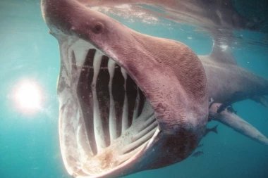 Kod Šibenika uhvaćen morski pas težak čak pola tone!