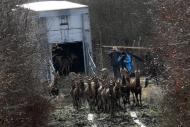 PREDIVNO! Jelenska divljač vraćena u istom broju u Morović nakon poplava!