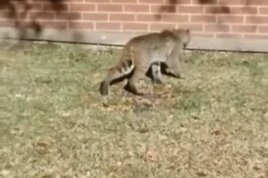 (VIDEO) Nezvani gost iznenadio stanovnike stambenog bloka