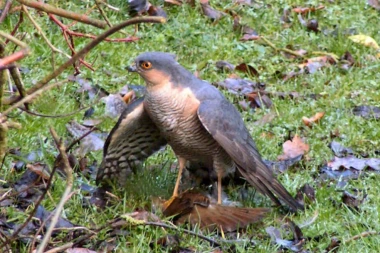 UHVATIO KOPCA U ZAMKU, SAD MORA DA PLATI 75.000!