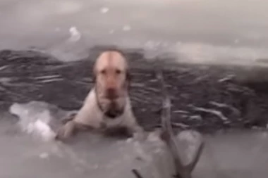 (VIDEO) Pas se davio u zaleđenom jezeru, ali se desilo ČUDO!