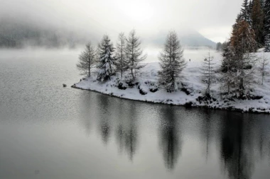 PRIRODNI ANTIOKSIDANT IZ RUSIJE: Koren sibirskog ariša protiv ciroze jetre!