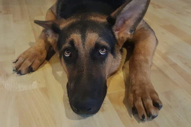 Udomio psa pronađenog na Zrenjanincu, posle dva dana hteo da ga se reši, a razlog za to je umobolan!