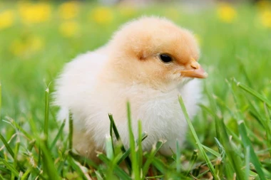 MORAJU, ŠTA ĆE: Švedska će uništiti 1,3 miliona pilića zbog ptičjeg gripa!