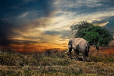 (FOTO) DESTINACIJA IZ SNOVA! Druženje sa slonovima u oazi Šri Lanke