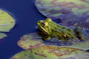 Neke žabe su nekrofili, ali imaju jak razlog za to!