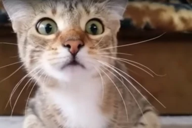 Ako vam je maca pobegla od kuće to nije zato što vas ne voli: Razlog je možda neki od ovih!