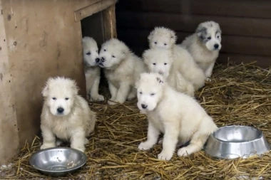 Evo šta morate da znate o ishrani psa!