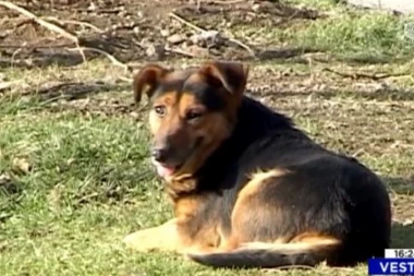 TUGA U KURŠUMLIJI: Pas čeka vlasnika, a on se nikada neće vratiti!