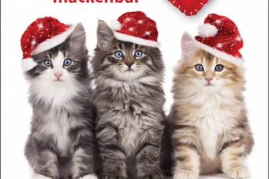 TAKMIČENJE, ZABAVA I HUMANOST: Udomite macu na Mrnjau Festu