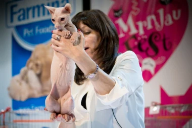 ZA POČETAK GODINE! Udomite macu na Mrnjau Festu u Beogradu