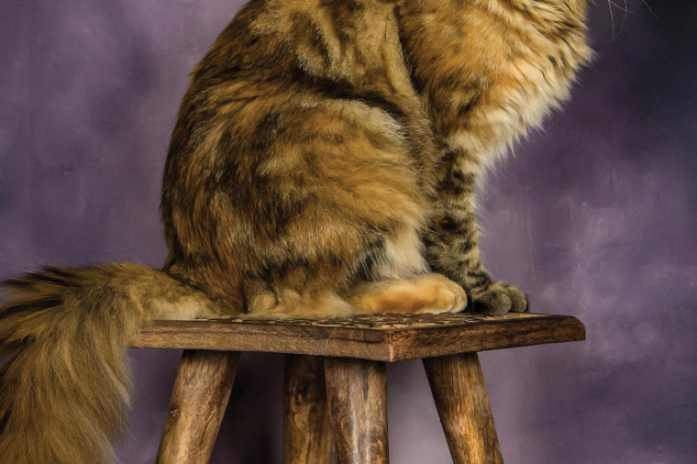 Mejn kun mačak Adelaide Svindoff WCF