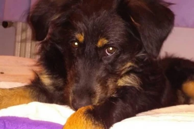 POZNATI MMA BORAC APELUJE: Udomimo Srećka!