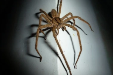 Paukovi, naši cimeri: U OVOJ prostoriji u kući ih živi najviše!