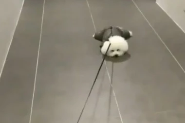 URNEBESNO: Ova kuca je toliko lenja, da je gazdarica vuče po podu!