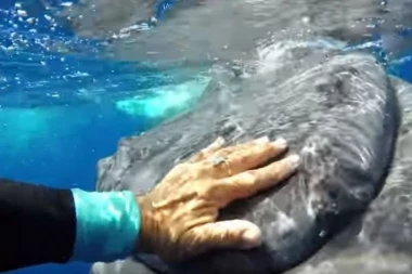 (VIDEO) ČUDOVIŠTE OD 23 TONE HTELO DA JE UBIJE dok joj u pomoć nije došao kit!