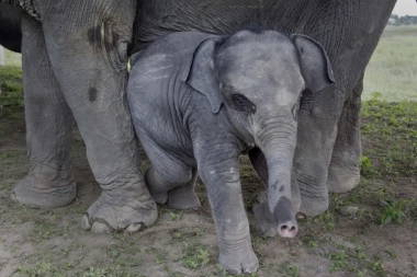 ZA NEVERICU: Termiti ubila slona!