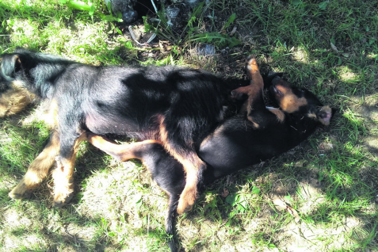 Mi volimo da spavamo zajedno