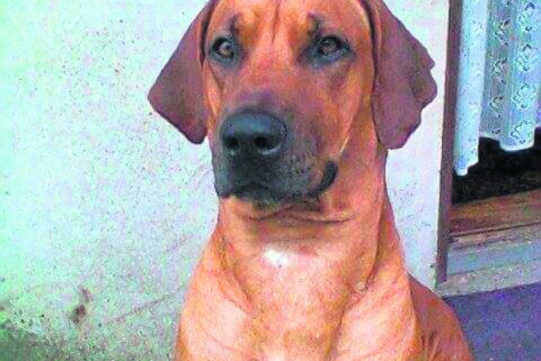 Zdravo, ljudi, ja sam Maks