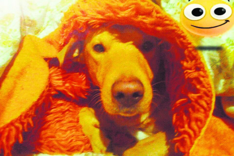 Miki šmeker samo vas posmatra