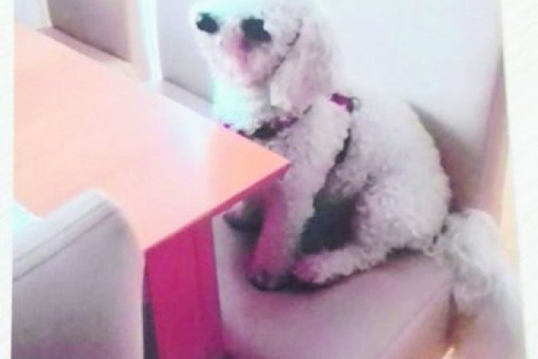 Zovem se Bodri. Čekam doručak jer i ja sam gladan