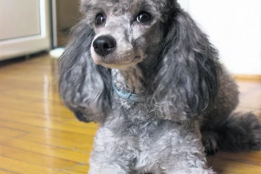 OBJAVLJUJEMO VAŠU FOTO-PRIČU: Šaljite slike svojih ljubimaca