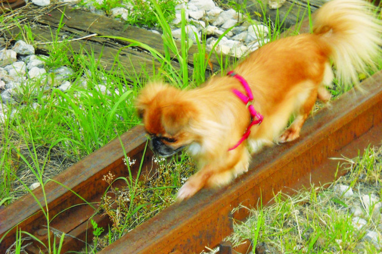 Tara, obožava da šeta s nama