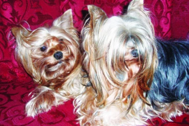 OBJAVLJUJEMO VAŠU FOTO-PRIČU: Šaljite slike svojih ljubimaca