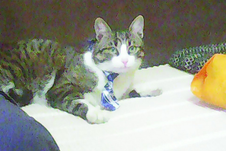 Bratovljev mačak Filareta. Kupili smo mu "kravaticu" kod Kineza koju je rado nosio, nije se bunio