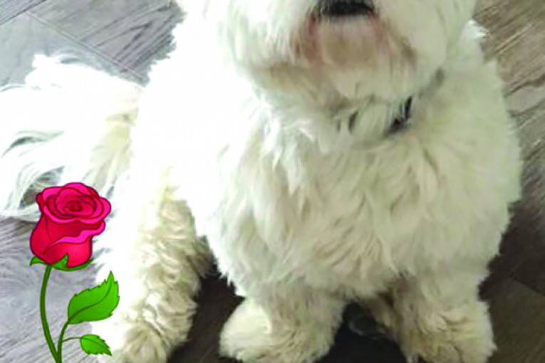 Ja sam Leo, napunio sam tri godine. Volim putovanja, igru i mnogo sam radoznao