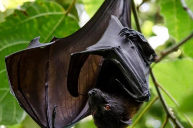 Tajlandski naučnici skupljaju slepe miševe za testiranje