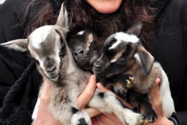 (VIDEO) Beogradski Zoo vrt dobio prinovu