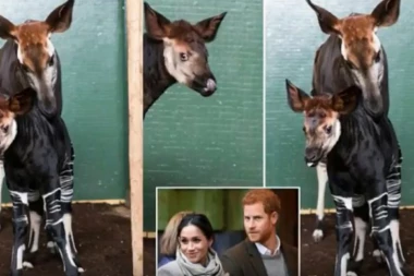 Mladunče okapija dobilo ime po verenici princa Harija