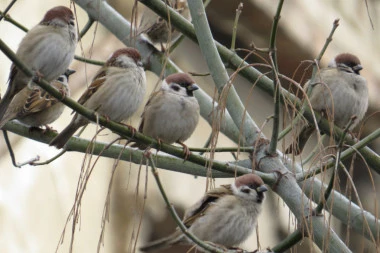 Uspela akcija: STIŽE SPAS ZA BG VRAPCE