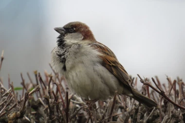 Da li su beogradski vrapci na broju?