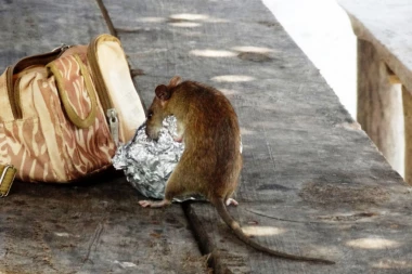 Da li će Splinter stvarno postojati? Naučnici frapirani novim otkrićem: Pacovi sve više liče na ljude!