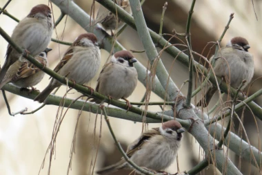 JEZIVA SCENA U PROKUPLJU: Mrtve ptice padale sa neba!