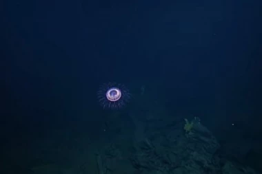 (VIDEO) SNIMLJENI VANZEMALJCI NA DNU MORA!