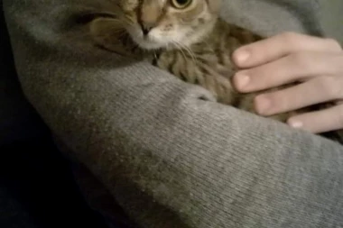 HUMANI LJUDI, JAVITE SE! Maca Tina traži dom