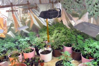 HAOS! DEDA (61) I UNUK (23) ZAJEDNO GAJILI MARIHUANU: Pali u svojoj laboratoriji u Paraćinu!