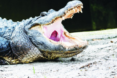 U TOKU VELIKA POTRAGA U JAR! Na desetine krokodila pobeglo iz uzgajališta, love ih na sve strane!