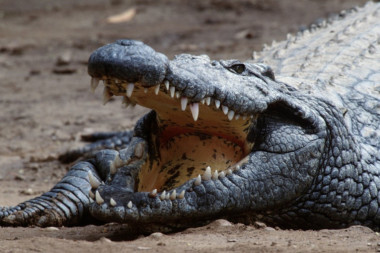 UŽAS! Prijavili nestanak dečaka, nakon šest dana njegovi ostaci pronađeni u utrobi krokodila